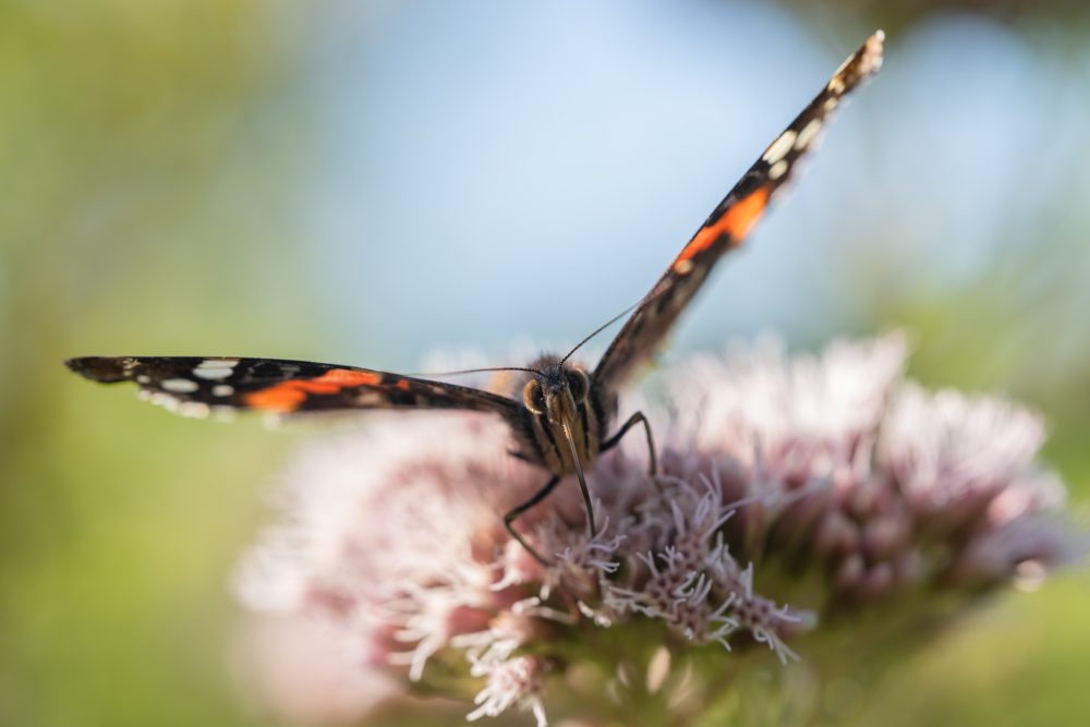 New preprint on red admiral orientation
